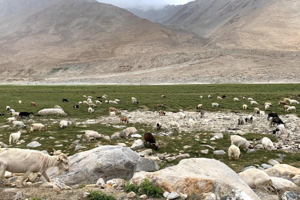 Lobsang Jinpa’s herd of yaks and Pashmina goats grazing on pasture lands near Leh. Photo: Minaam Shah