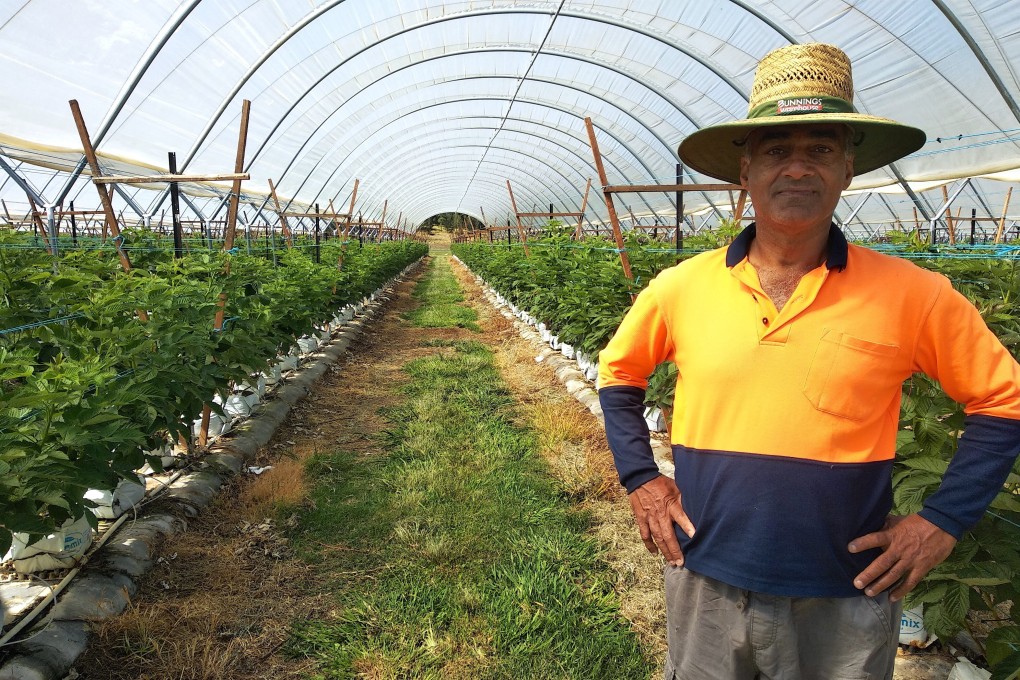 Paramjeet Bhatti at his raspberry farm in Woolgoolga. “Our ancestors never left. We stayed farmers,” he said. Photo: Kalinga Seneviratne