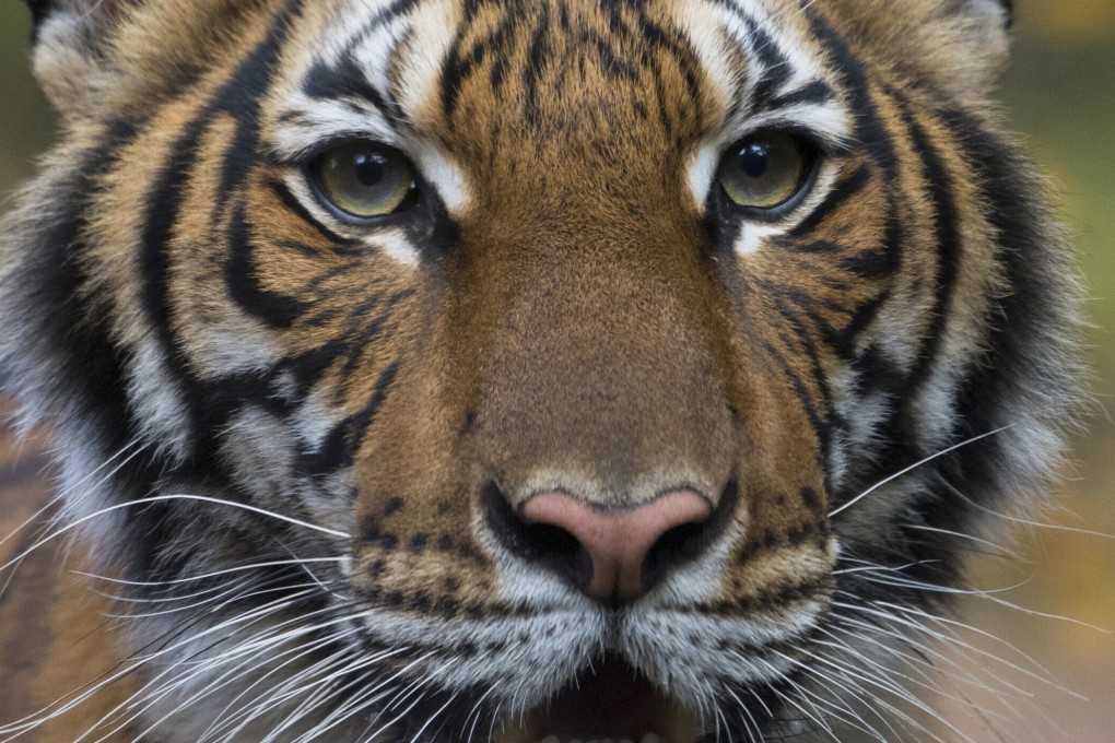 A tiger at the Bronx Zoo in New York tested positive for Covid-19 in April. Photo: Wildlife Conservation Society via AP