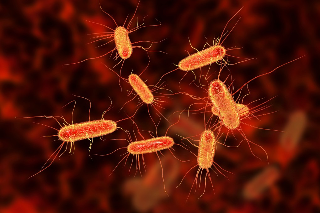 Common bacteria E coli can cause severe food poisoning. Photo: Shutterstock