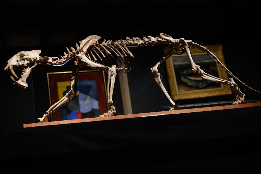 A rare sabre-toothed cat’s skeleton is displayed at Piguet Hotel des Ventes auction house during a sale preview in Geneva. Photo: AFP