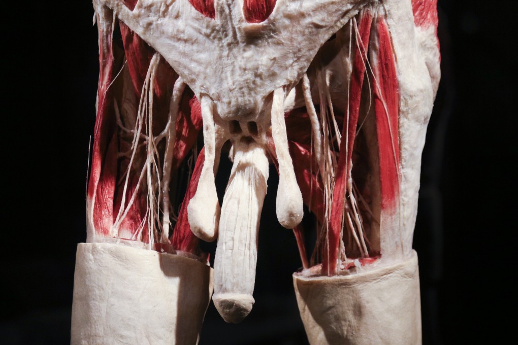 The penis is a misunderstood and often maligned organ, with more nicknames than any other body part. It carries out two vital roles and can be an early warning signal of disease. Photo: Getty Images