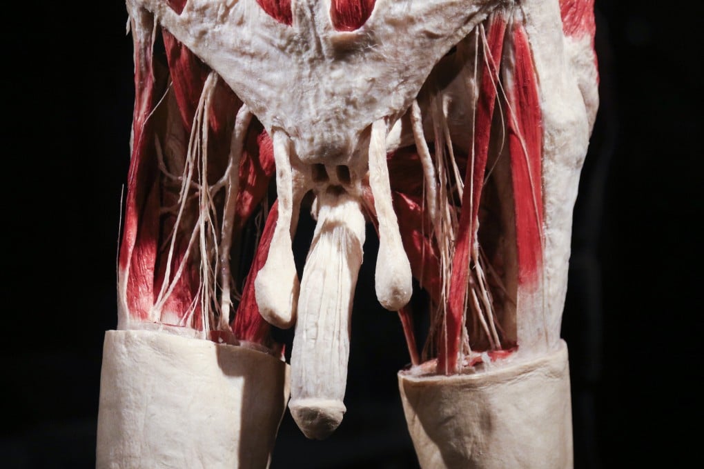 The penis is a misunderstood and often maligned organ, with more nicknames than any other body part. It carries out two vital roles and can be an early warning signal of disease. Photo: Getty Images