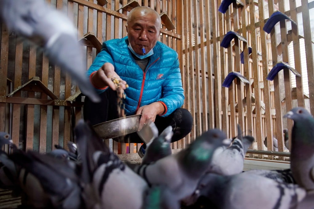 One of Yu Yuguang’s pigeons recently won a race in record time. Photo: Reuters
