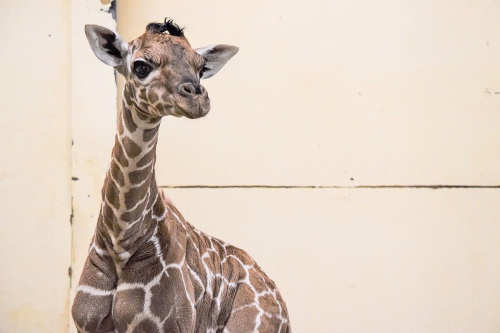 A newborn giraffe has been given the name Margaret in honour of the first coronavirus vaccination patient in the UK, 90-year-old Margaret Keenan. Photo: Zsl Whipsnade Zoo via PA Media / dpa