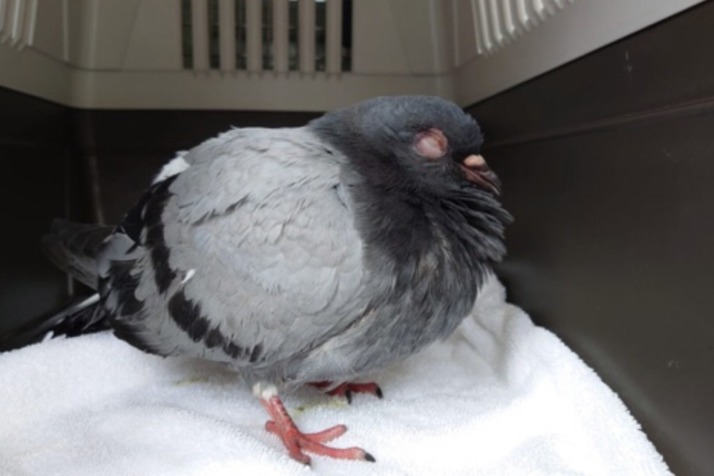 The injured pigeon allegedly beaten by an 84-year-old man outside Sun Wo House in Tai Po. Photo: Handout