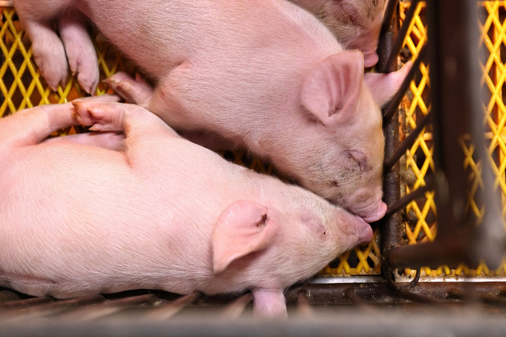 Pingtung in southern Taiwan is pig farming heartland and farmers there are bracing for the effects of American pork imports. Photo: Reuters