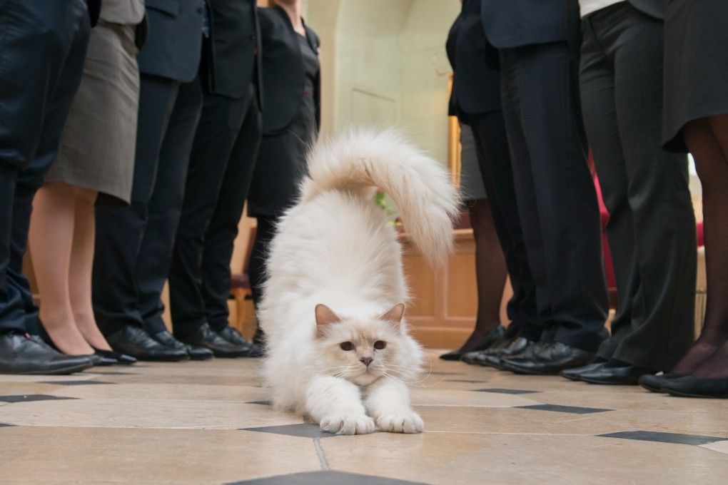 Kléopatre the Burmese cat at Brenners Park hotel, part of the Oetker Collection, in Baden-Baden, Germany. Animal ambassadors are boosting the brands of luxury hotels and resorts around the world.