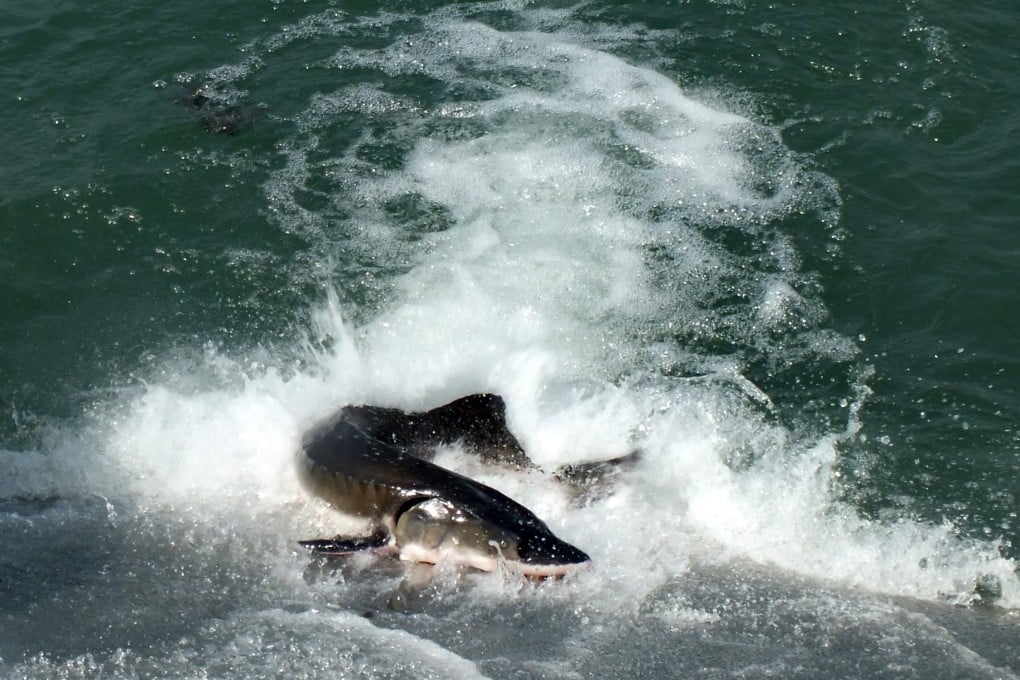 Artificially reared sturgeon are released into the Yangtze River. Photo: Getty Images