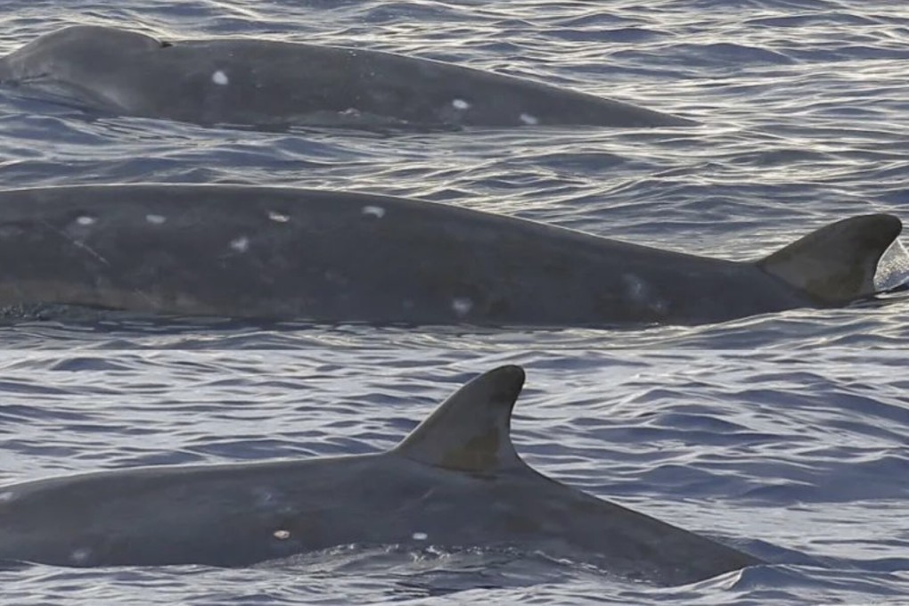 Three of a rarely spotted type of whale were photographed in the South China Sea by Chinese scientists last year. Photo: Weibo
