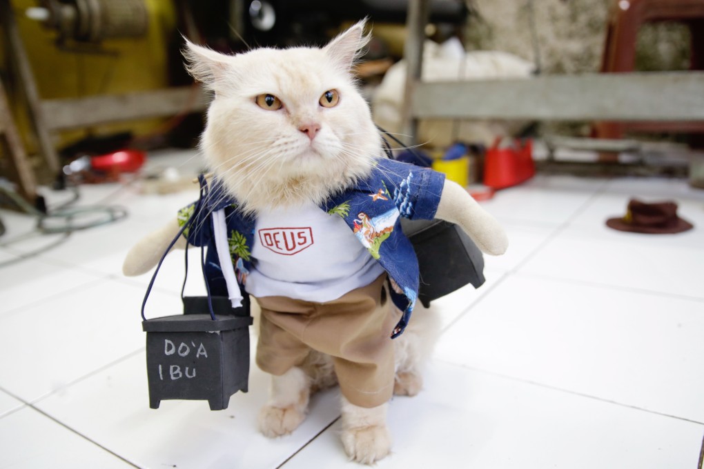 A cat wears an outfit made by Indonesian cat tailor Fredi Lugina Priadi. Photo: EPA