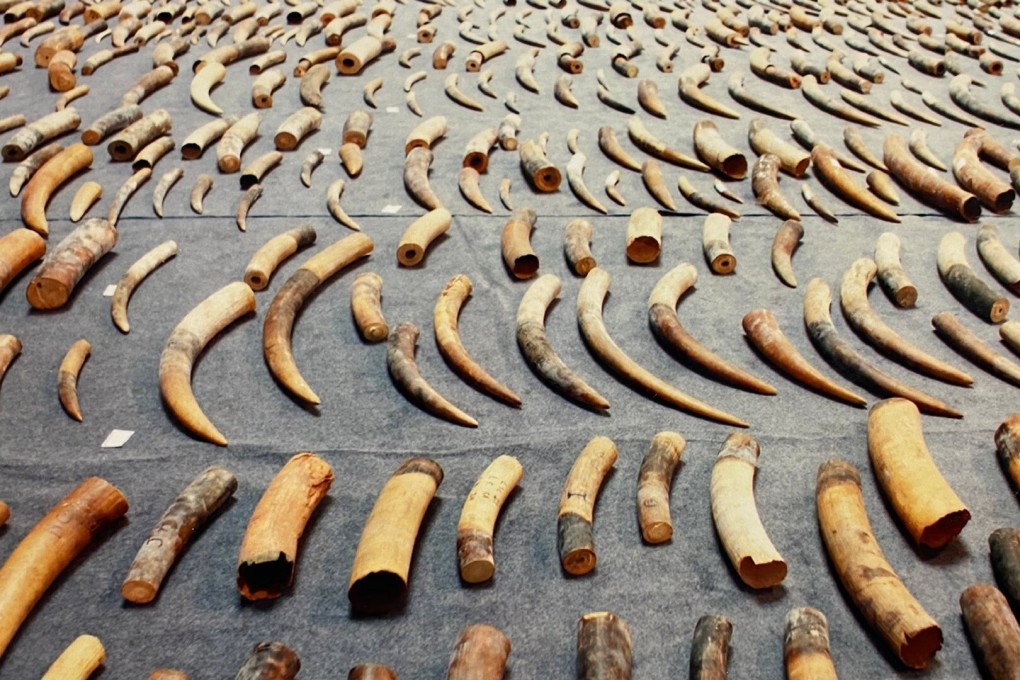 A Chinese court jailed 17 people for their roles in what has been described as the country’s biggest ivory smuggling operation. Photo: Weibo