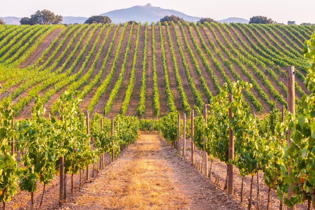 A vineyard in Alentejo in Portugal. The country is expected to be seen as the wine country of 2021. Photo: Shutterstock