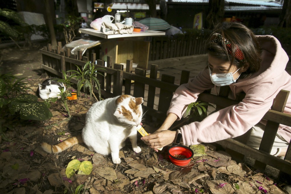 Street cat Flower is fed by volunteer Yuju Huang at a Midnight Cafeteria in Taipei, Taiwan. The project is designed to give the cats a place to rest while making feeding them less messy. Photo: AP Photo