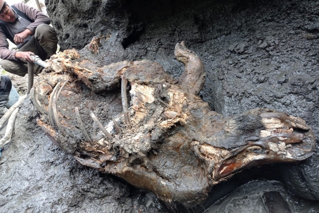 The carcass of a juvenile woolly rhinoceros, found in permafrost in eastern Siberia, Russia. Photo: Department for the Study of Mammoth Fauna of the Academy of Sciences of the Republic of Sakha (Yakutia) / Reuters
