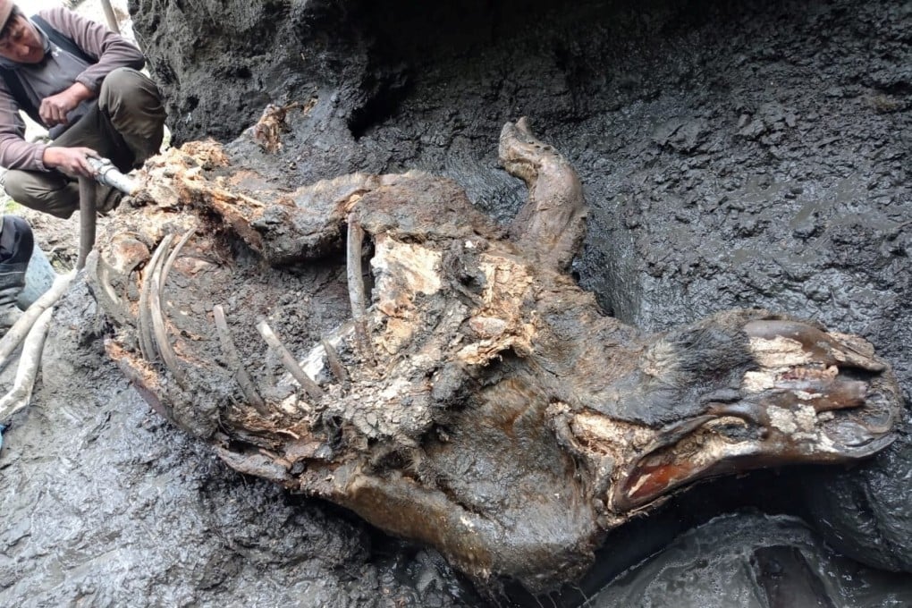 The carcass of a juvenile woolly rhinoceros, found in permafrost in eastern Siberia, Russia. Photo: Department for the Study of Mammoth Fauna of the Academy of Sciences of the Republic of Sakha (Yakutia) / Reuters
