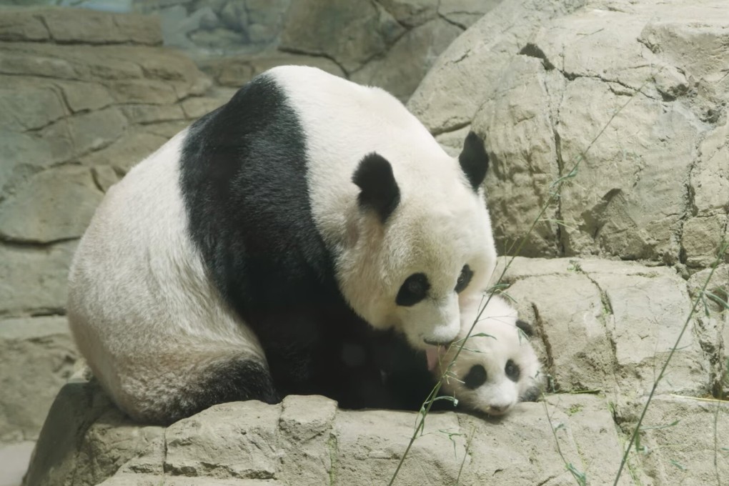 Xiao Qi Ji shows off his rock-climbing skills at the National Zoo in Washington. Photo: YouTube