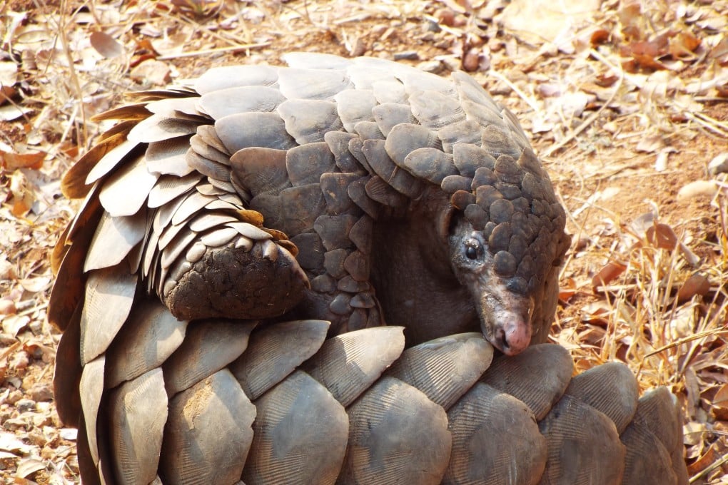Pangolins are the world’s most trafficked mammal. Photo: Shutterstock