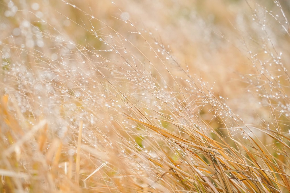 Icicles on grass in Tai Mo Shan on Friday morning. Photo: Felix Wong