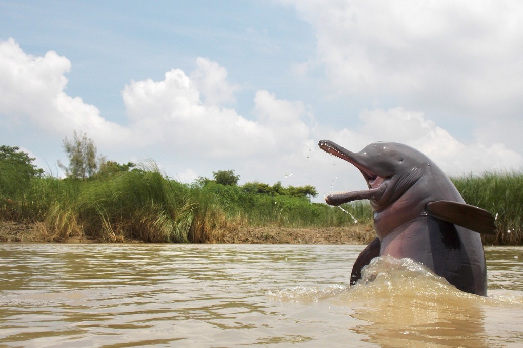 The Gangetic dolphin is the oldest river dolphin species that survives today. Photo: Ganesh Chowdhury/ Nature inFocus Photography Awards