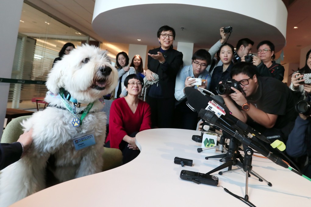 Jasper meets the press at the Lui Che Woo Law Library at the University of Hong Kong in 2017, the year he became the institution’s therapy dog. Photo: Jonathan Wong
