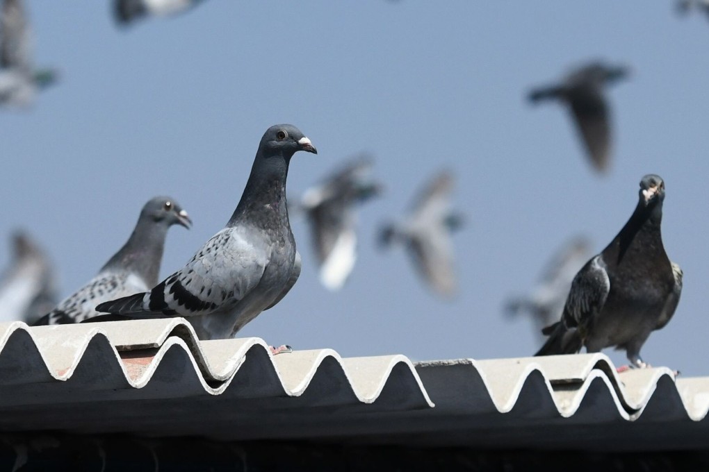 The bird disappeared from a race in the US state of Oregon on October 29. Photo: AFP