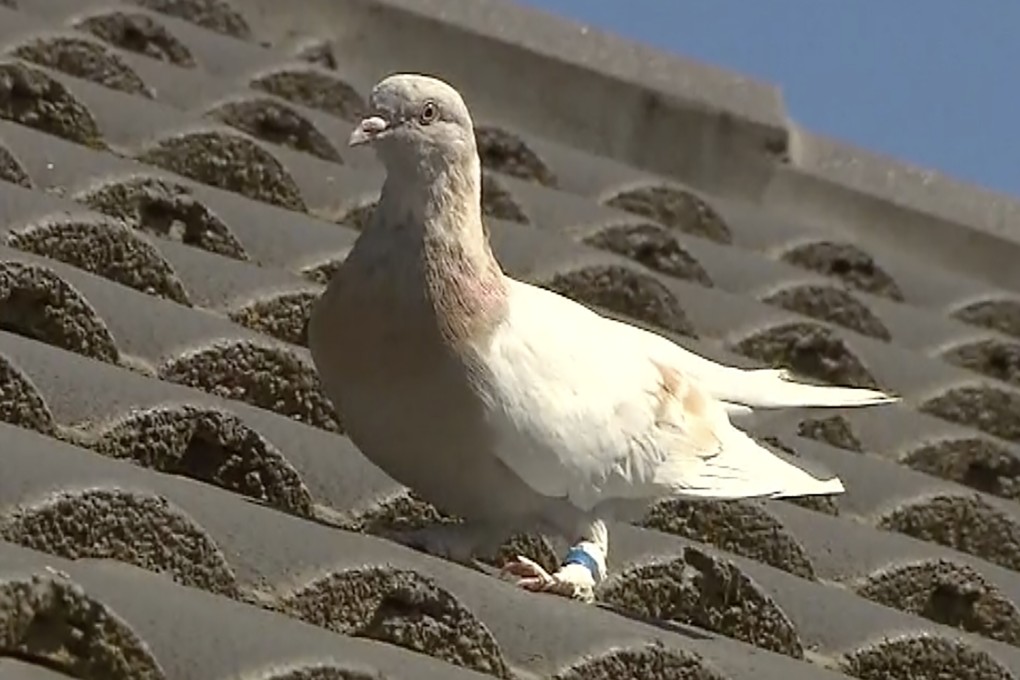 Joe the pigeon is seen perched on Kevin Celli-Bird’s rooftop in Melbourne. Photo: Channel 9 via AP
