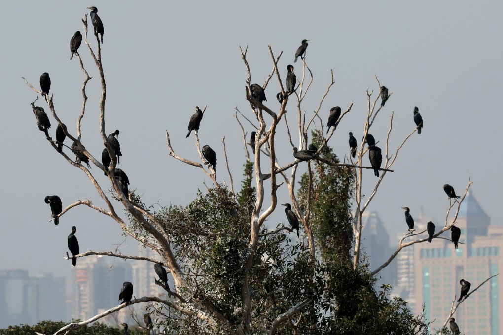 Mai Po is Hong Kong’s largest remaining wetland and recognised for its global importance for sustaining bird migrations. Photo: Nora Tam