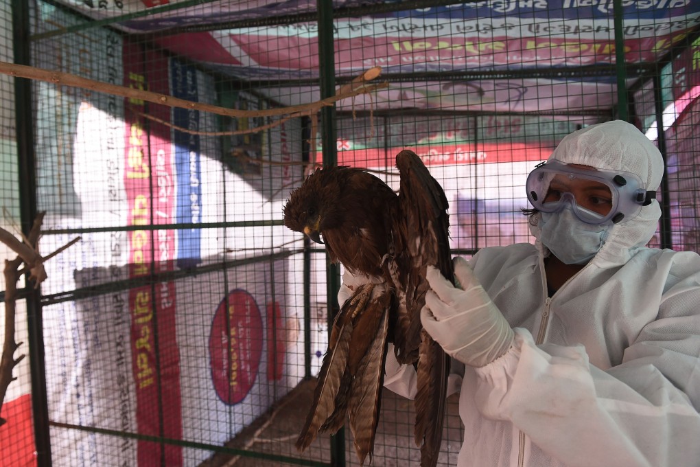 A volunteer wearing personal protective equipment as a precaution against the spread of bird flu attends to an injured rescued bird at a temporary shelter in Ahmedabad. Photo: AFP