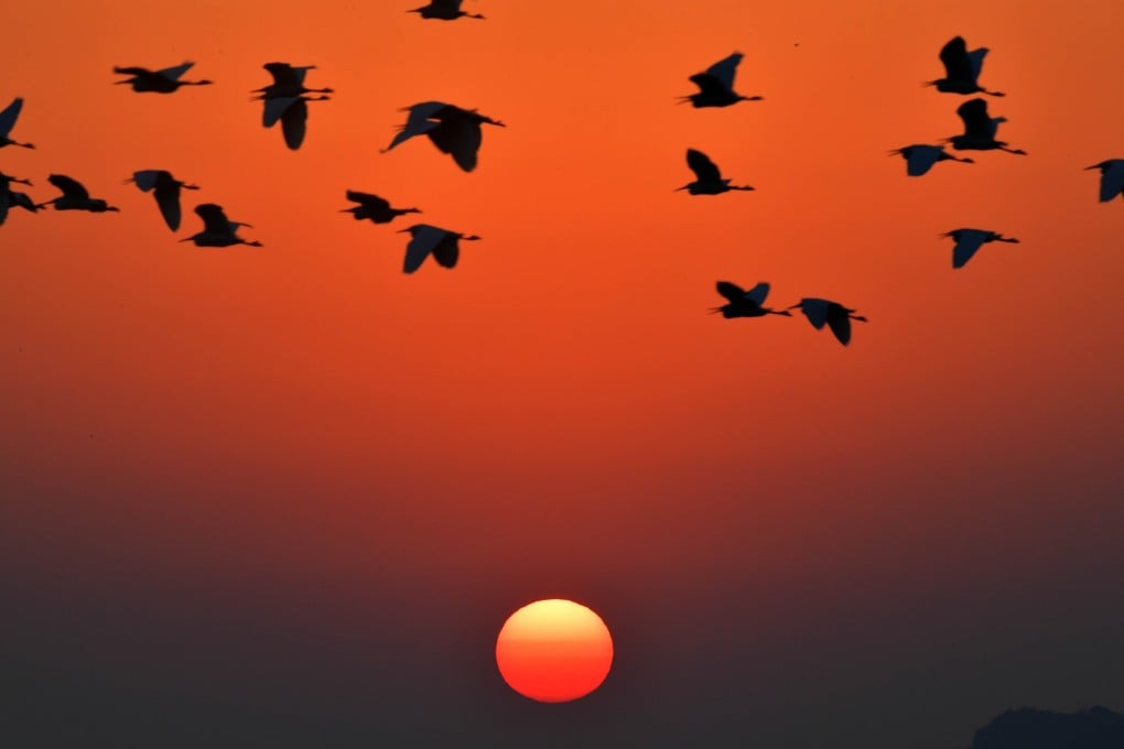 Dozens of bird species have been recorded at Poyang Lake in Jiangxi province. Photo: Xinhua
