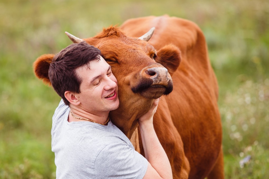 Cuddling a cow is considered therapeutic in the Netherlands. Photo: Shutterstock