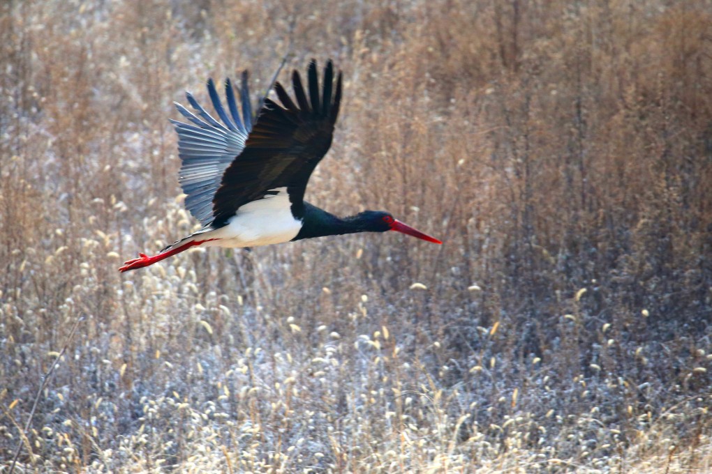 A black stork, a nationally protected wild animal in China, searches for food in the wilds surrounding Beijing. Photo: Getty Images