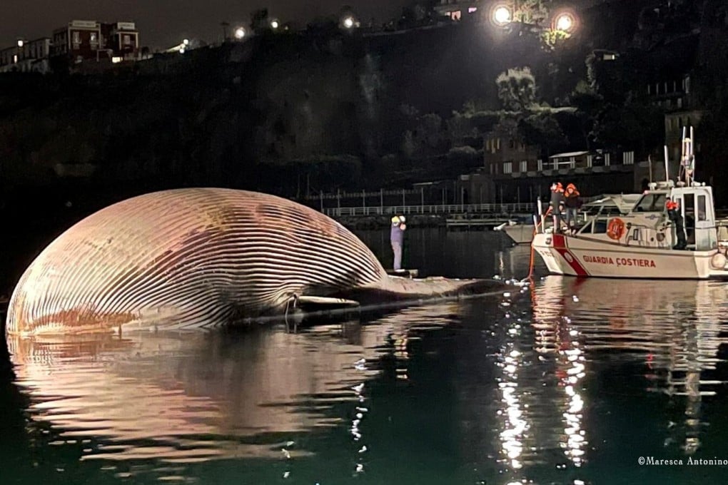 The body of a dead whale by the harbour of Sorrento, Italy. Photo: Reuters