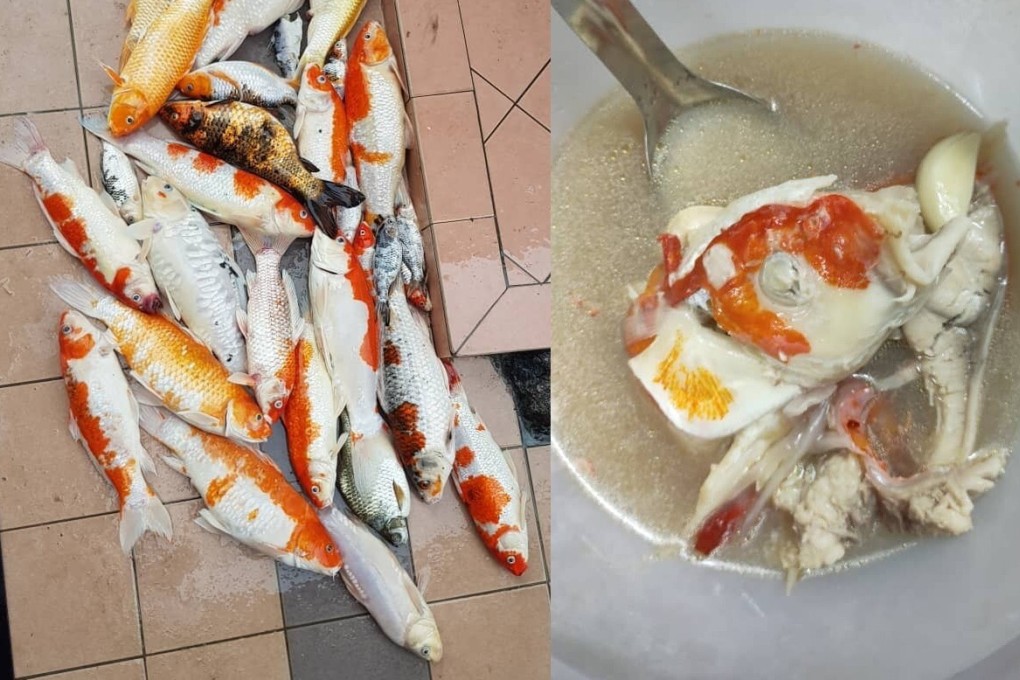 Amanda Omeychua turned her dead koi fish into a soup. Photo: Facebook
