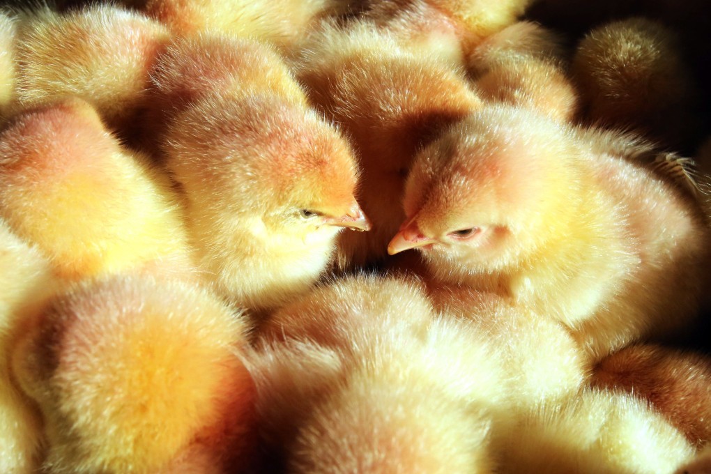 Germany is set to be the first country to ban mass shredding of male chicks in the poultry industry. Photo: DPA / AFP