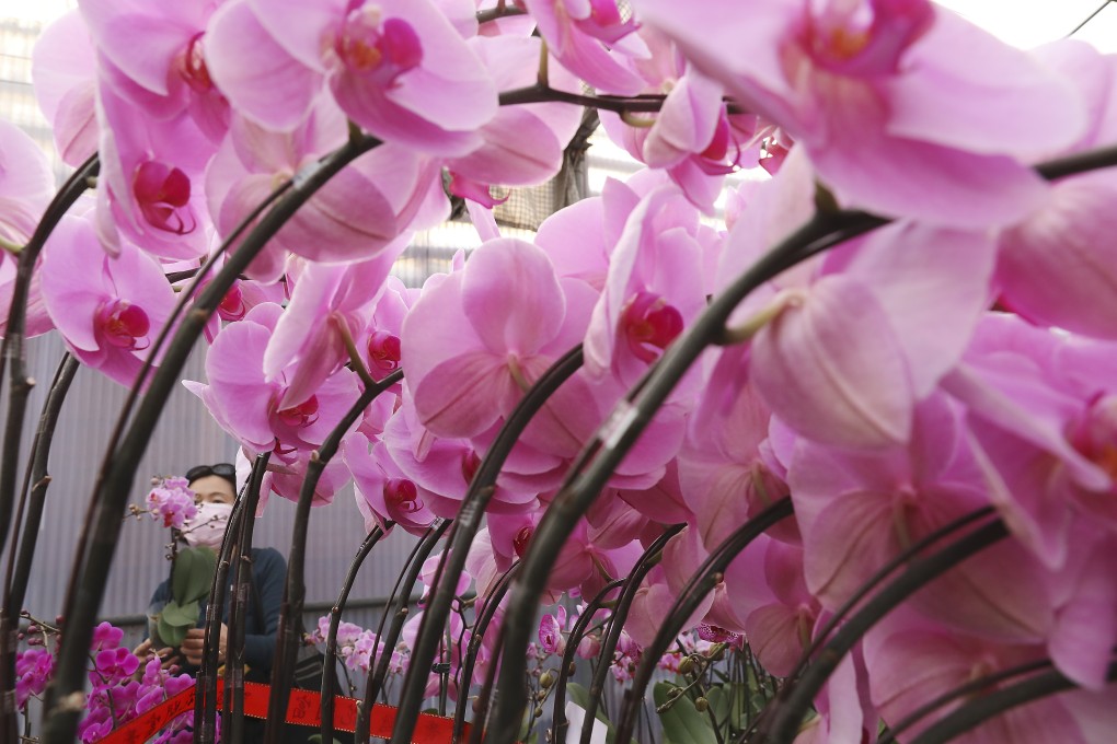 People choose orchids at the Chiba Orchid Farm in Yuen Long on January 19 after the government announced the cancellation – which has since been revoked – of the annual Lunar New Year flower markets across various districts. Photo: K.Y. Cheng