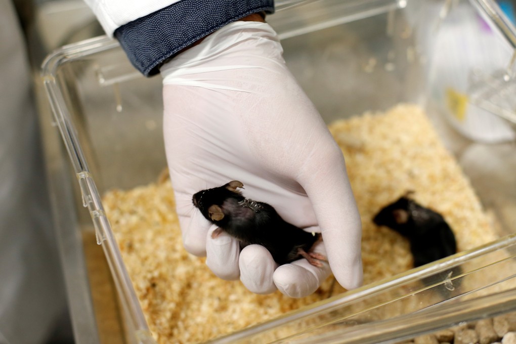 A paralysed mouse is removed from its enclosure on Thursday in a lab at Ruhr University, Germany. Photo: Reuters