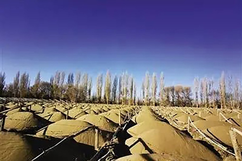 The forest was planted to reduce desertification and protect Dunhuang from sandstorms. Photo: Weibo