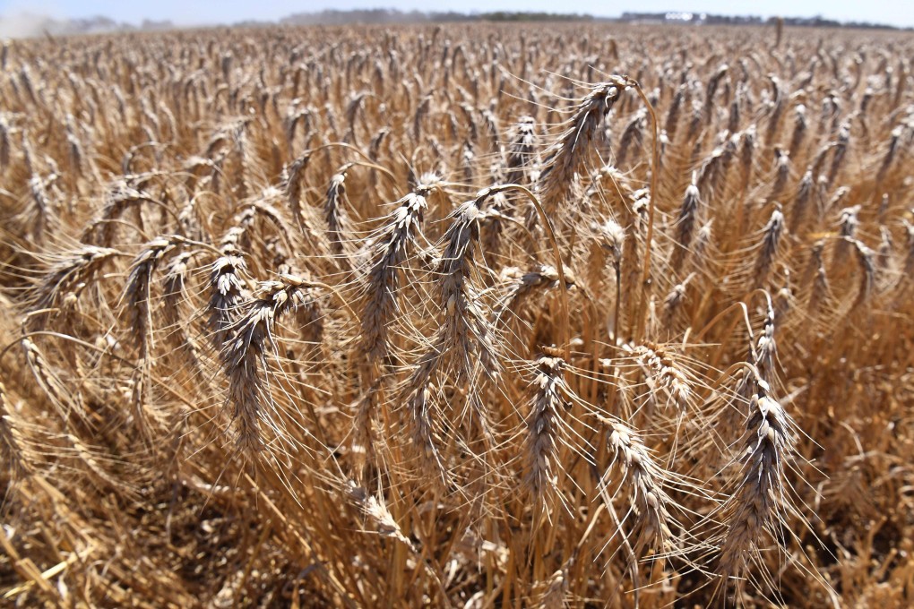 Australia’s bumper sale of wheat to China in December accounted for a third of all wheat exported from Australia, and was its largest-ever monthly wheat export to any single country. Photo: Reuters