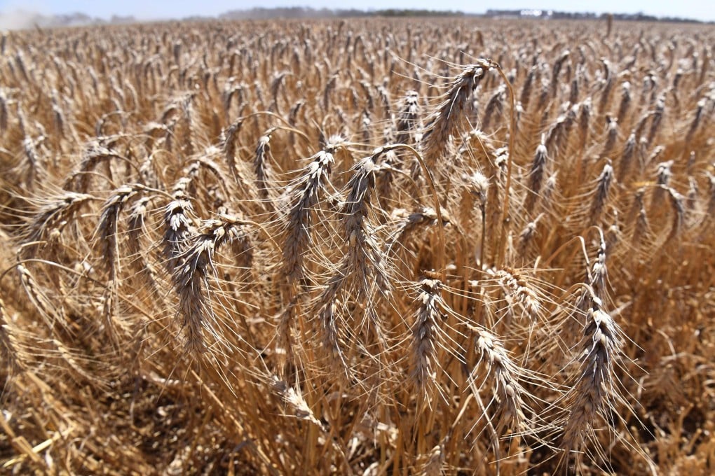 Australia’s bumper sale of wheat to China in December accounted for a third of all wheat exported from Australia, and was its largest-ever monthly wheat export to any single country. Photo: Reuters