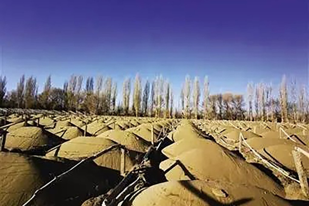 The forest in China’s arid northwest was planted to protect the area from desertification and sandstorms. Photo: Weibo