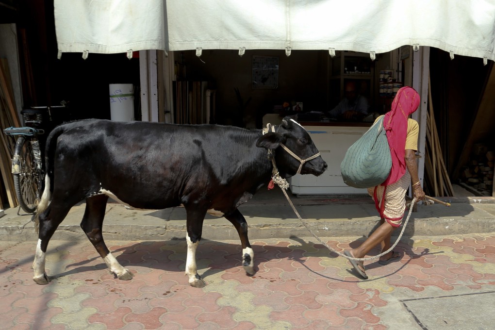 An Indian woman walks a cow in Mumbai. Photo: AP