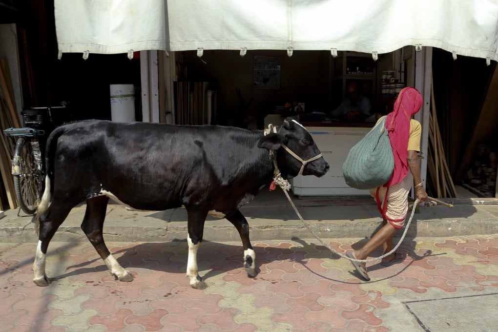An Indian woman walks a cow in Mumbai. Photo: AP