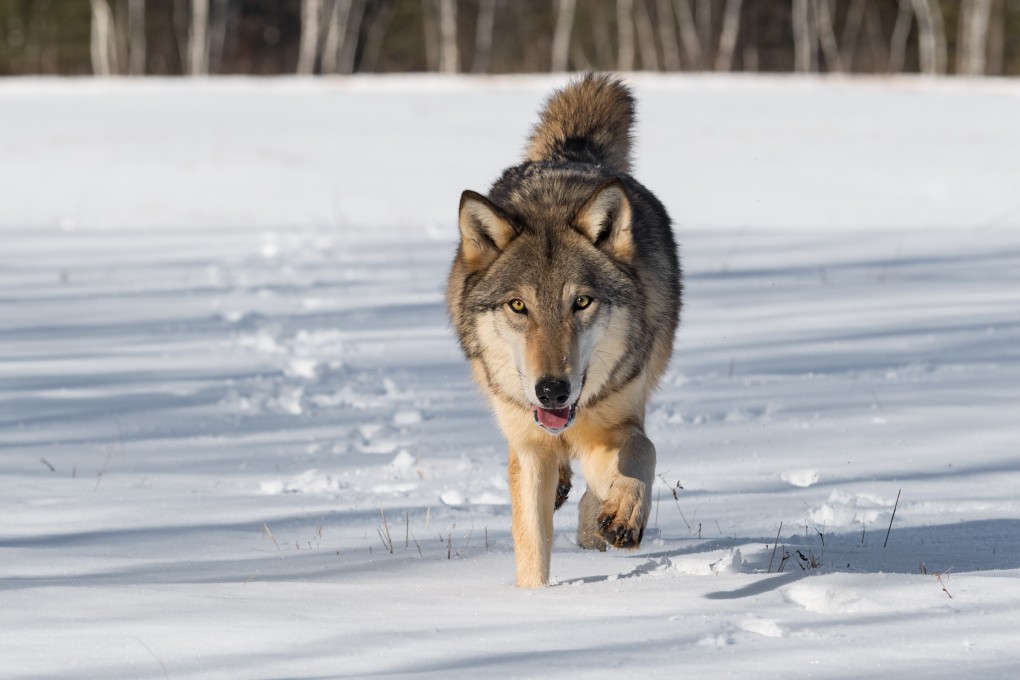 China has added the wolf to its list of protected species. Photo: Shutterstock