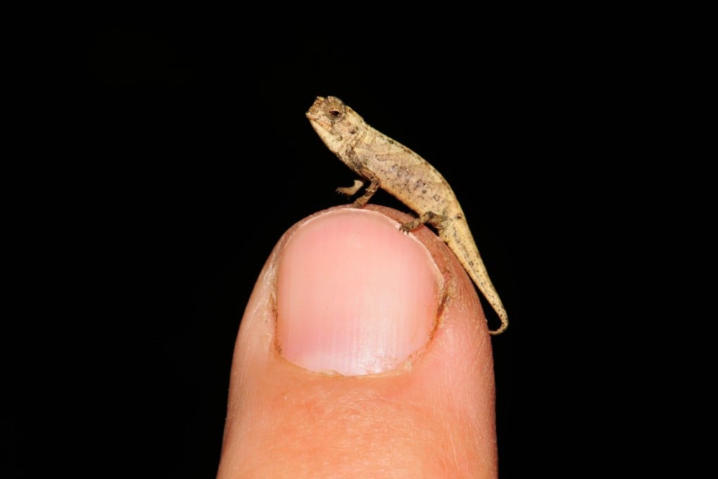 A tiny male chameleon, from the newly discovered species Brookesia nana, sits on a person’s finger. Photo: Frank Glaw via DPA