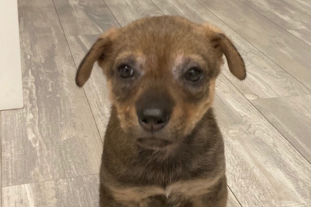 Bella, a puppy dumped at a shelter in Lantau, Hong Kong. Rescue animals are just as loyal and loving as expensive pets, but are free to a good home. Photo: Neil Newman