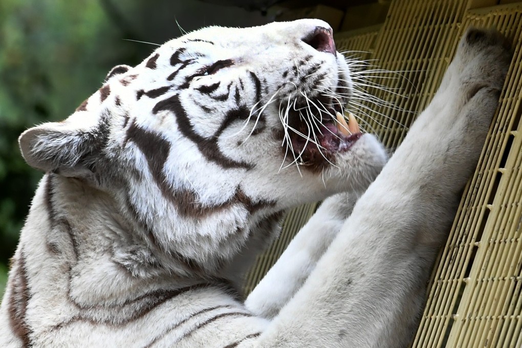An autopsy found the cubs’ lungs were badly damaged and they were suffering from severe infection. File photo: DPA
