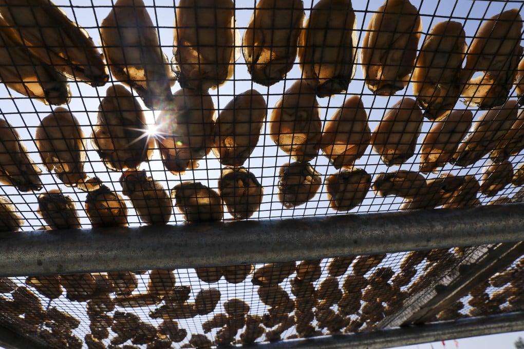 Producers of sun-dried “golden oysters” from Lau Fau Shan, historically a delicacy, have been hit hard by shrinking catches and other problems. Photo: K. Y. Cheng