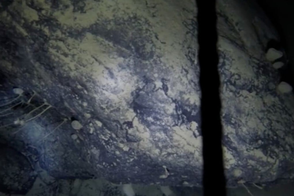 The spongelike creatures were attached to a boulder, far under the ice. Photo: British Antarctic Survey