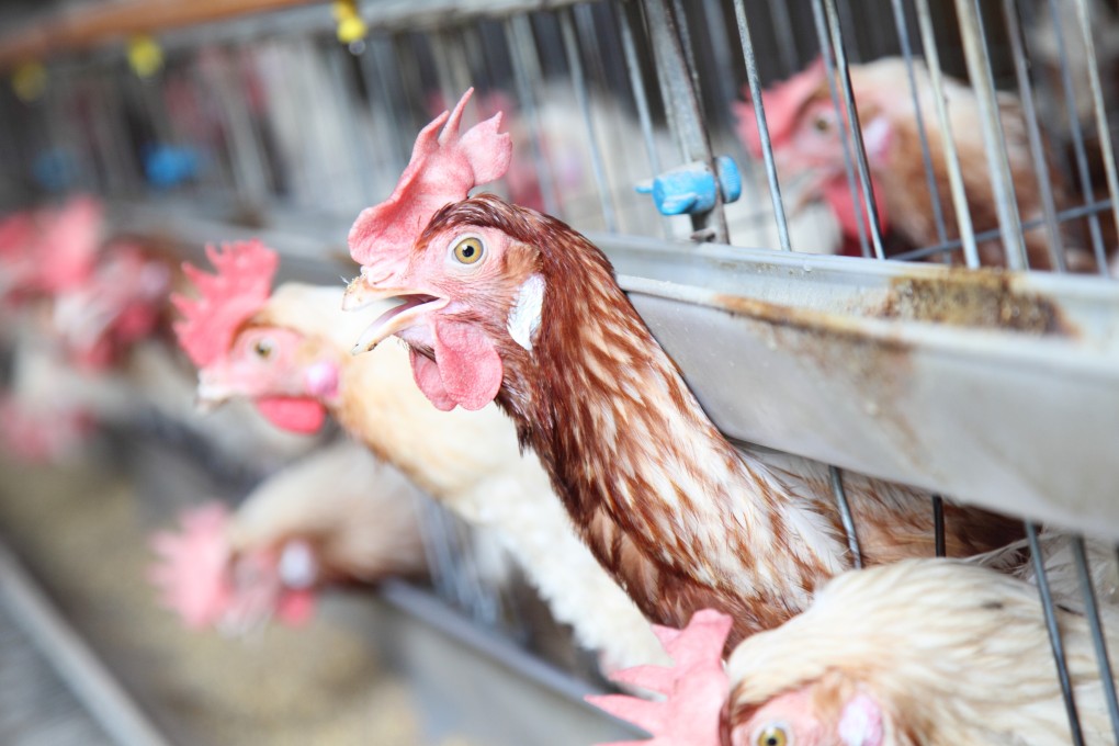 Seven workers at a poultry plant in southern Russia were infected with the H5N8 strain. File photo: Shutterstock